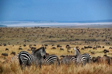 Great migration at Mara